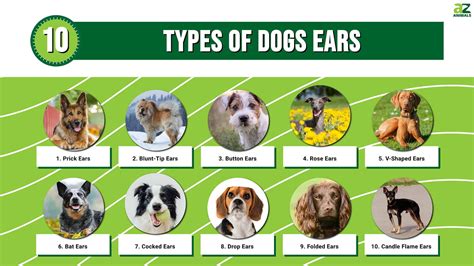 10 Types Of Dogs Ears Az Animals