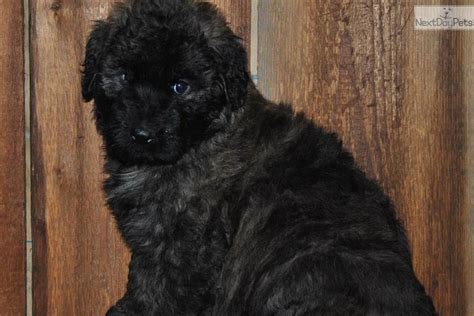 Review how much bouvier des flandres puppies for sale sell for below. Meet Destiny a cute Bouvier Des Flandres puppy for sale ...