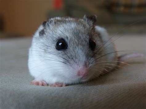This Is My Hamster Snowy I Love Making Her Things Soo Cute Cute