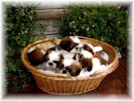 If so click here to browse all of our adorable puppies ready to find a new home. GA SHIH TZU - Shih Tzu puppies for sale in Georgia FL AL ...