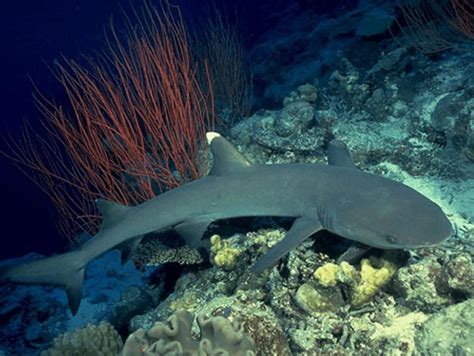 Whitetip Reef Shark Information And Picture Sea Animals