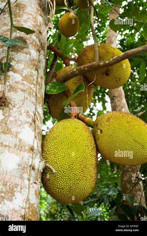Jackfruit Tree With The Fruits Sri Lanka Stock Photo Alamy