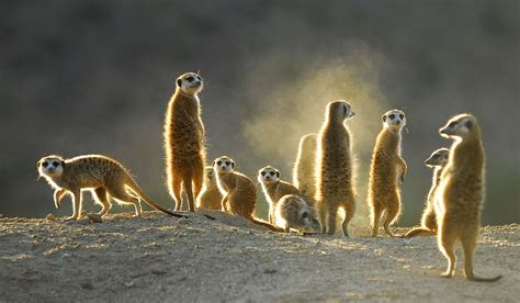 The Best Locations For Meerkats With Africa Travel Resource