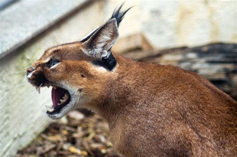 Caracal Facts Pictures Information And Video Awesome African Wild Cat