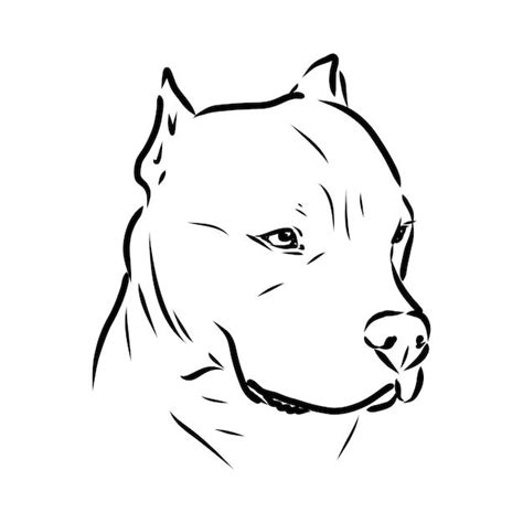 Sketch Of Dog Pit Bull Terrier Vector Il Premium Vector Freepik