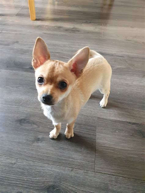 1 Female Chihuahua Puppy In Wallsend Tyne And Wear Gumtree