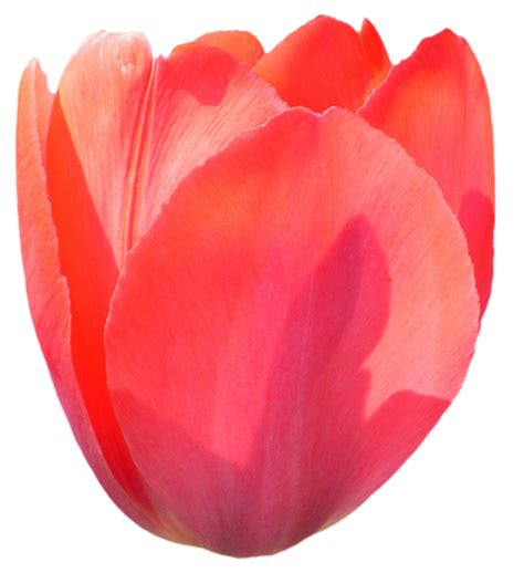 Tulip Png Transparent Images Pictures Photos Png Arts