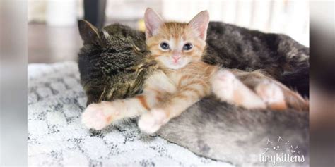 How To Introduce A New Kitten To A Cat According To Experts The Dodo