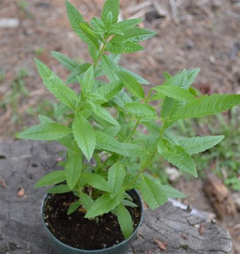 Herbs To Know And Herbs To Grow Lemon Verbena Joybilee Farm Diy