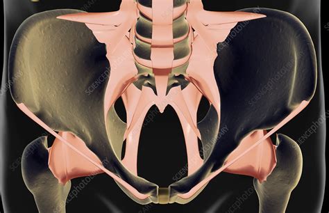 The Ligaments Of The Pelvis Stock Image F0016203 Science Photo Library