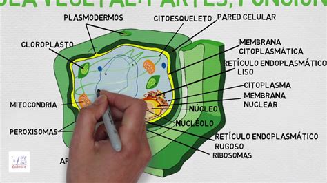 Estructura Celular De La Celula Vegetal 2020 Idea E Inspiración