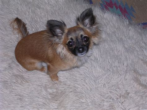 The Long Haired Chihuahua Long Haired Chihuahuas