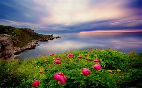 Beautiful Landscape Ocean Coastal Coast Green Vegetation Red Flowers