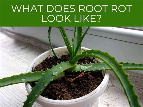 Aloe Vera Root Rot Greenhouse Today
