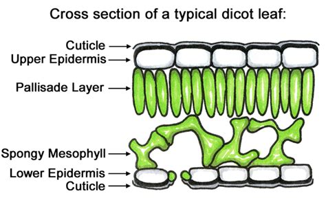 The Essential Role Of Annelids Cuticle Exploring The Structure And