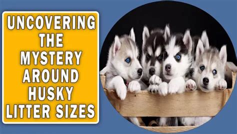Husky Litter Sizes Unveiling Natures Miracles