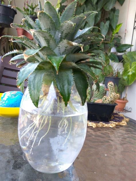 How To Grow A Pineapple In Water How To Do Thing