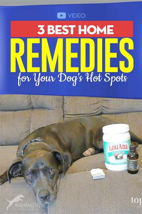 3 Best Hot Spot Dog Home Remedy Treatments Cheap And Natural