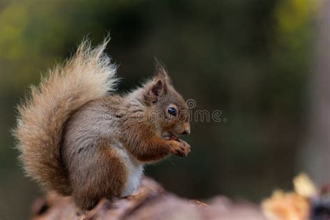 Red Squirrel Eating Hazel Nut Stock Image Image Of Sitting Hazelnut