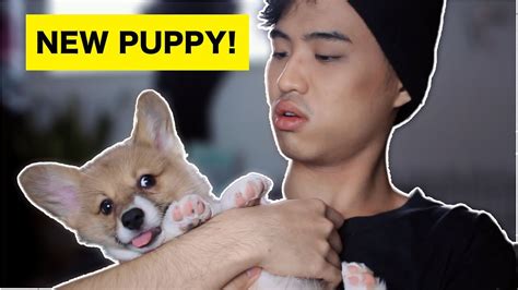 I Got A Corgi Puppy 我的柯基！ Youtube