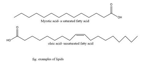Lipid Definition Classification Examples And 7 Reliable Function