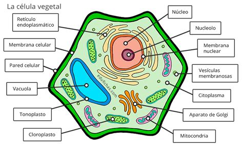 Partes De La Célula Vegetal Tipos Y Funciones Diferenciando