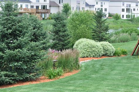 Dwarf Shade Evergreen Shrubs For Zone 7 Rev Up Your Yards Shady