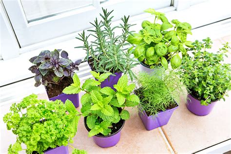 How To Start An Indoor Herb Garden Car Insurance