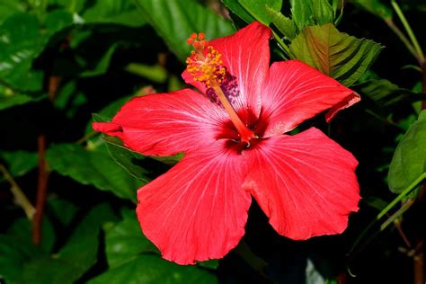 Vibrant Red Hibiscus Flower Floral Hibiscus Tropical Nature