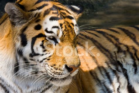 Siberian Tiger Stock Photos