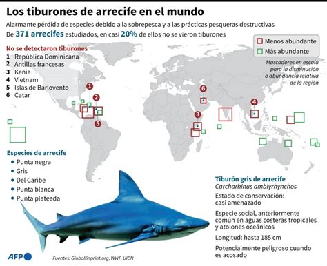 Estudio Revela Declive De Población De Tiburones De Arrecife