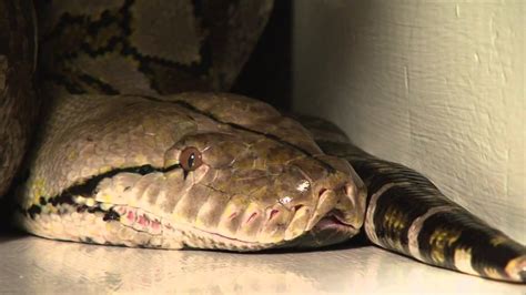 Guinness Worlds Largest Snake In Captivity In The World Medusa At The Edge Of Hell Youtube