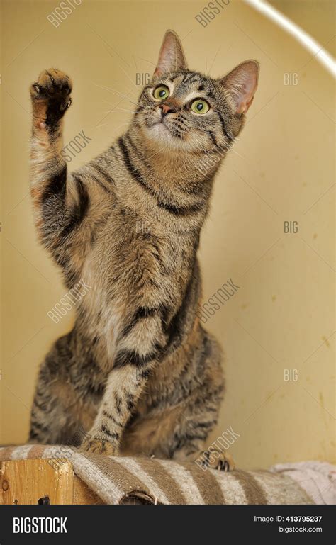 Tabby Cat Holding Paw Image And Photo Free Trial Bigstock