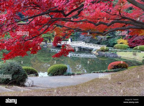 Autumn Leaves In Japan Red Momiji Leaves Maple Tree In Tokyo