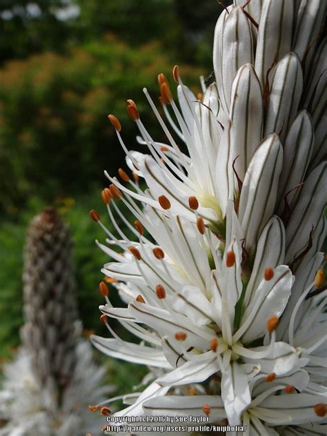 Photo Of The Closeup Of Buds Sepals And Receptacles Of White Asphodel