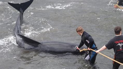 Whale Cull Bloody Faroe Islands Hunt Caught On Camera Adelaide Now