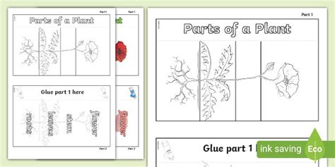Parts Of A Flower Interactive Parts Of A Plant Template