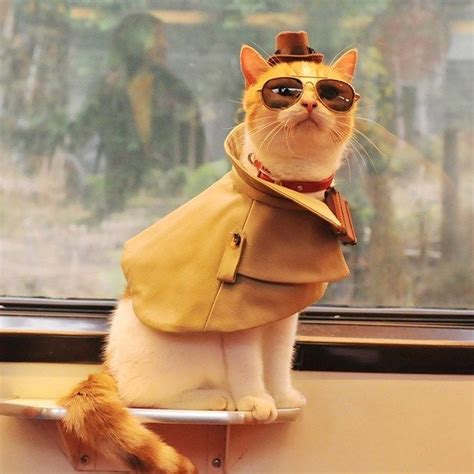 24 Adorable Cats Wearing Capes Kittens In Costumes Pet