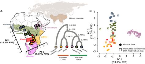 Geographic And Genetic Structure In Baboon Dna Methylation Patterns Download Scientific