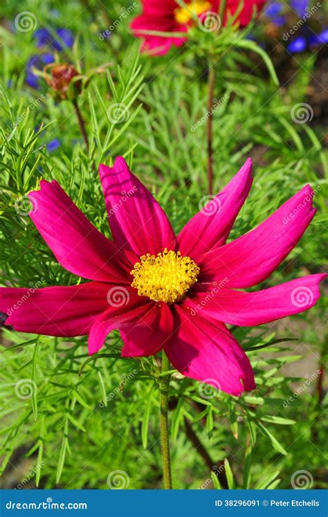 Mexican Aster Flower Stock Image Image Of Angiosperms 38296091