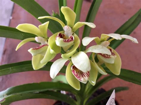 Vanda Pumila Jgpfl Orchideen Wichmannde Highest Horticultural