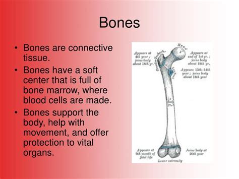 Ppt Broken Bones Powerpoint Presentation Id4121003