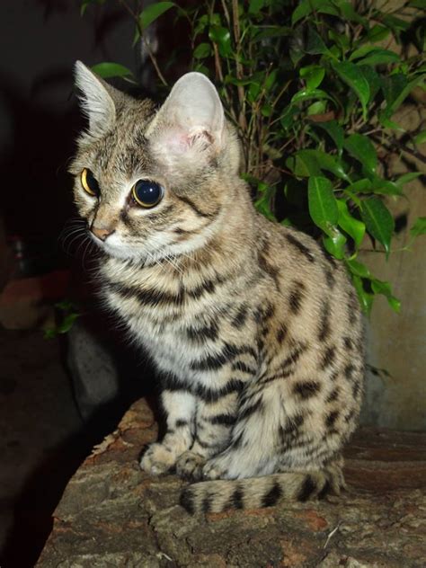 An Ant Hill Tiger More Commonly Known As A Black Footed Cat It May