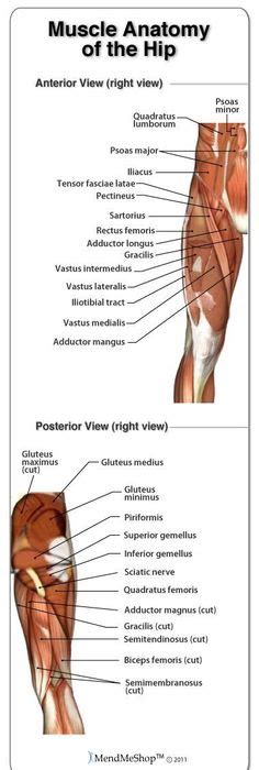 The only muscle of the quadriceps to cross both the hip and knee joints. Label Muscles Worksheet | body muscles | Pinterest | Muscles, Worksheets and Muscle anatomy