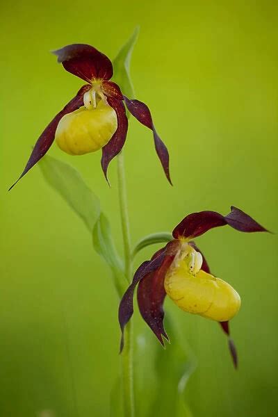 Two Ladys Slipper Orchids Cypripedium Calceolus Available As Framed