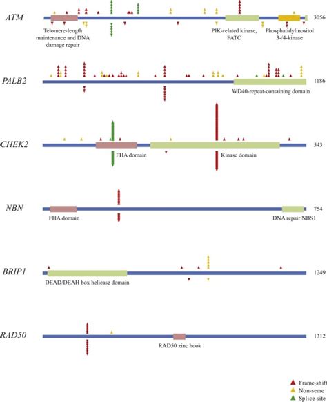 Protein Truncating Variants In Moderate Risk Breast Cancer