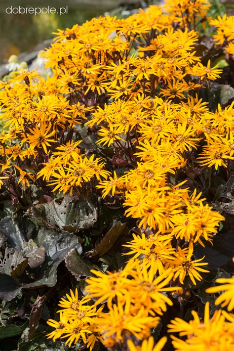 Broad, glossy, dark chocolate leaves with dark purple undersides make an extremely bold statement in the garden. Szkółka Bylin Dobrepole - Ligularia dentata "Britt Marie ...