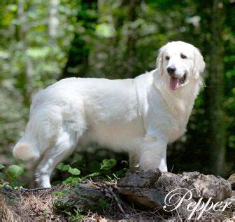 Sir dudley marjoribanks, who was later known as lord. Golden Retriever Puppies White,English Cream,AKC,NJ ...