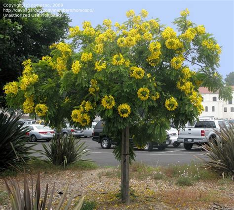 Cassia Leptophylla Champs Grow Bags Gold Medallion Drought Tolerant