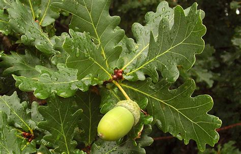 Plantas E Suas Caracteristicas Carvalho Alvarinho Quercus Robur